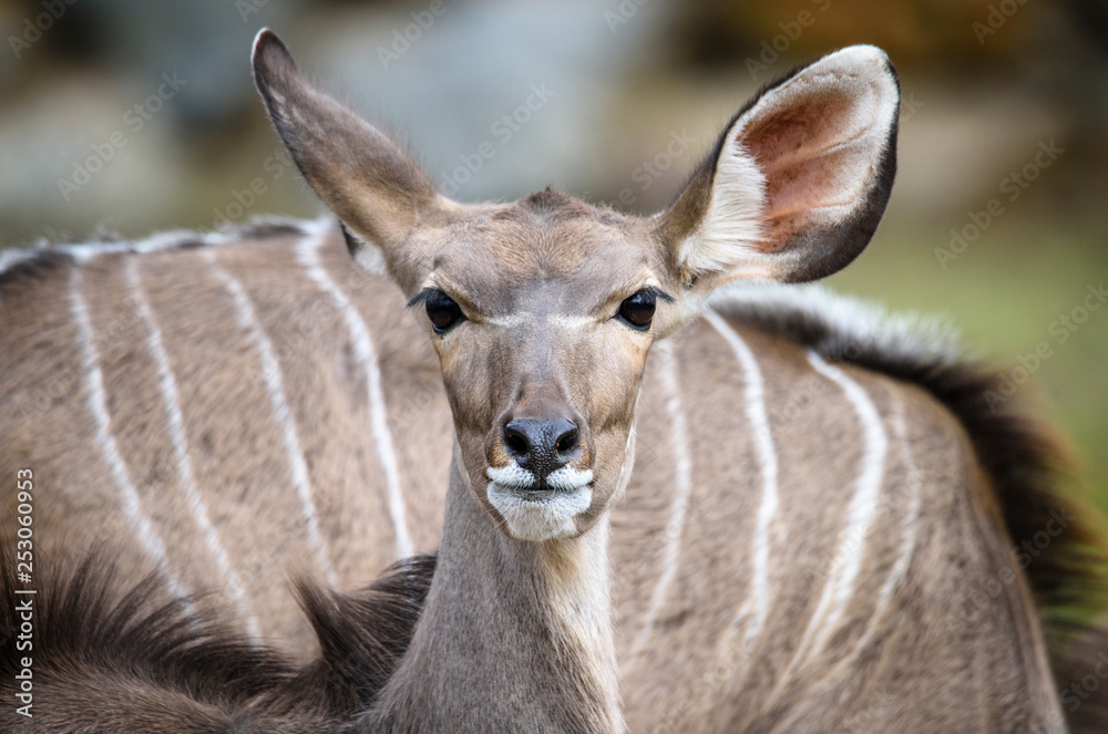 A blesbok antelope (Damaliscus pygargus) standing in grass