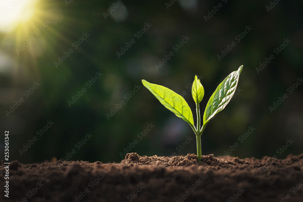 growing small tree in nature and sunlight - obrazy, fototapety, plakaty 