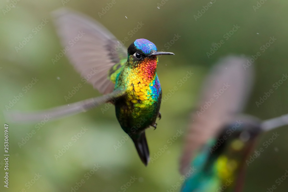 Fototapeta premium Hummingbirds - flying diamonds
