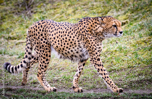 Cheetah in ZOO in Pilsen, Czech Republic © milanvachal