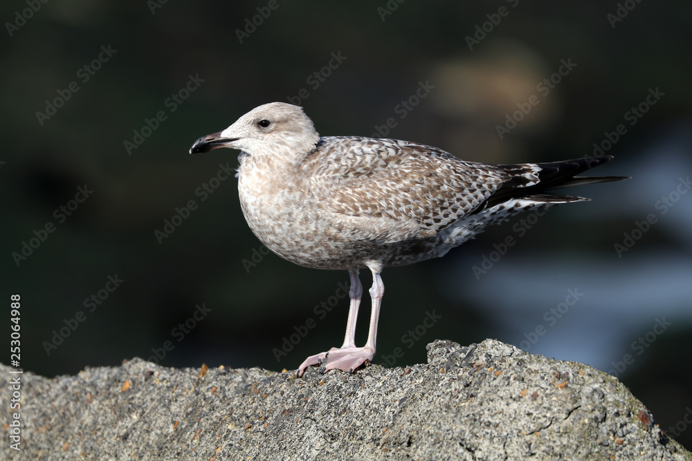 One grey Seagull on stone, close up One grey Seagull on stone, close up
