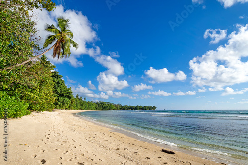 Fototapeta Naklejka Na Ścianę i Meble -  Palm tree over tropical island beach