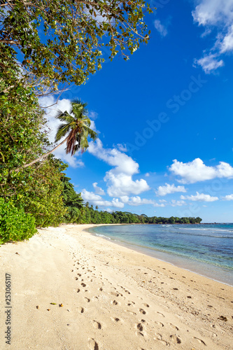 Palm tree over tropical island beach