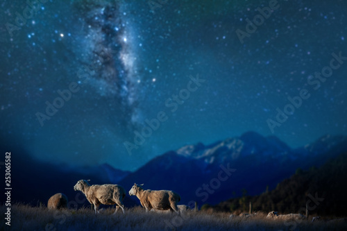Sheep on the hill on Milky Way Background in New zealand lacations