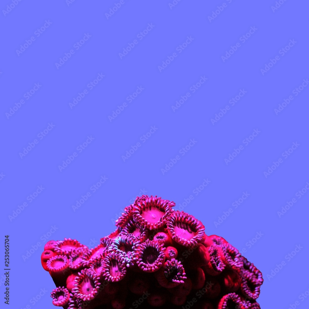 Contemporary art college, colorful coral on a colored background