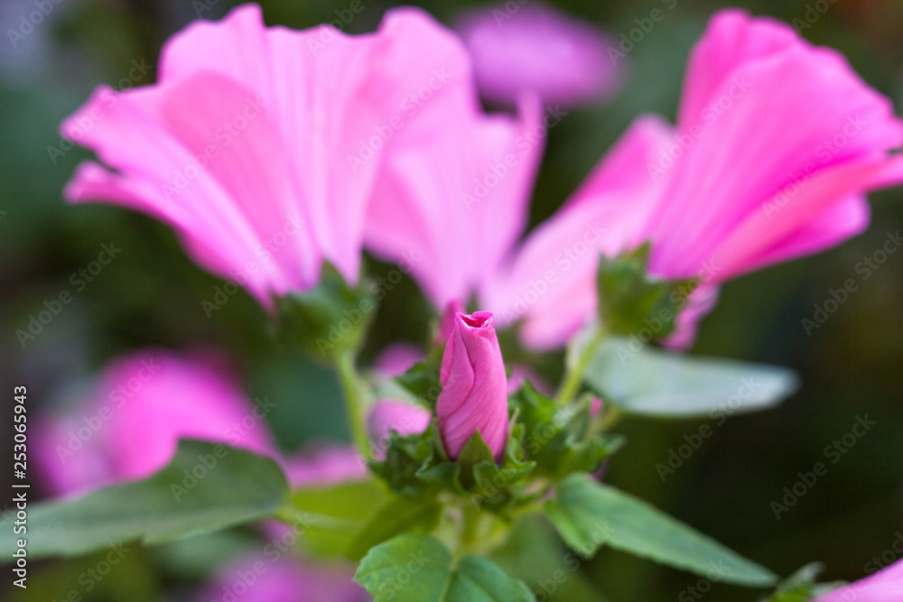 Pink lavatera (mallow) flowers and flower buds Pink lavatera (mallow) flowers and flower buds