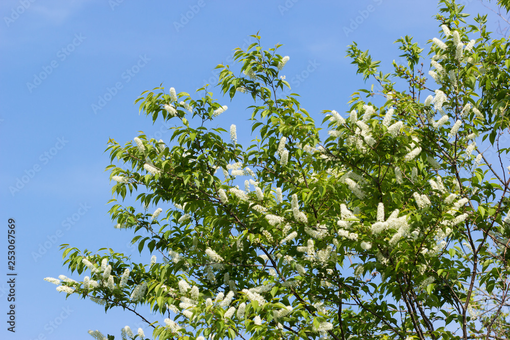ウワミズザクラの花 ウワミズザクラの花