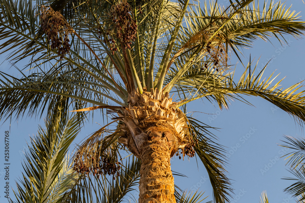 Fototapeta premium Date palms of the Sinai Peninsula.