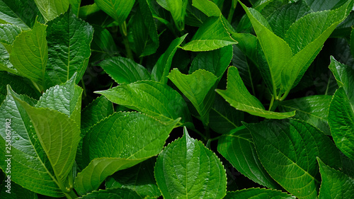 Green waxy leaves background, natural texture of large leaf foliage, close-up, horizontal perspective with copy space