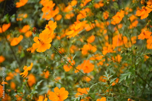 orange flowers in the garden © Ankit