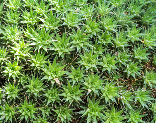 Succulent plant (Abromeitiella brevifolia or Deuterocohnia brevifolia ) yellow-green, Abstract natural background, top view