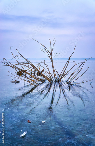 Lake with frozen tree and blue background. Winter on Lake Schwerin in Mecklenburg-Vorpommern.