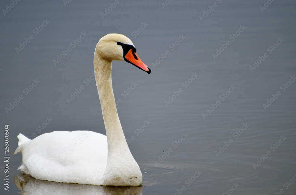 Fototapeta premium white swan in a water, beautiful animal, love, photo