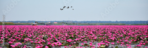 Red lotus lake is a large natural freshwater lake of pinkish red water lilies in Udon Thani, Thailand. Far away, there are many tourist boat. There are birds in the sky.