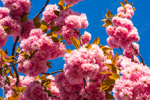 Cherry blossom. Sacura cherry-tree. Branches of blossoming apricot macro with soft focus on sky background. Beautiful nature scene with blooming tree and sunny day.