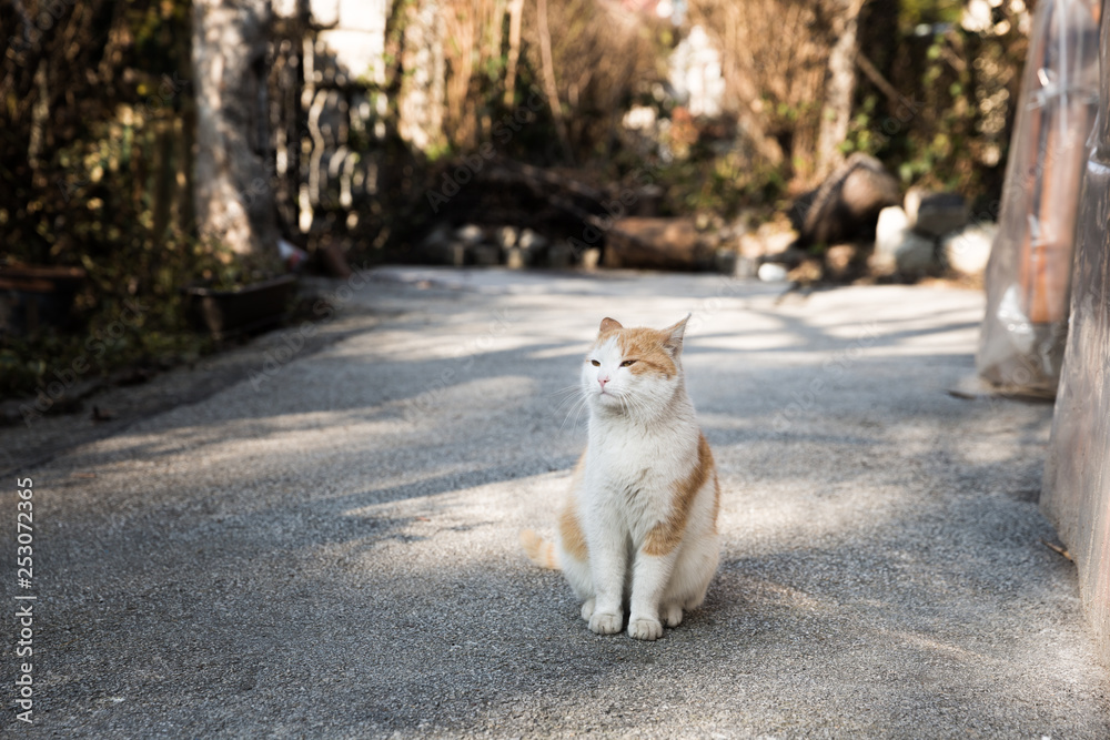 Domestic cat taking a sunbathe in the backyard. Domestic cat taking a sunbathe in the backyard.