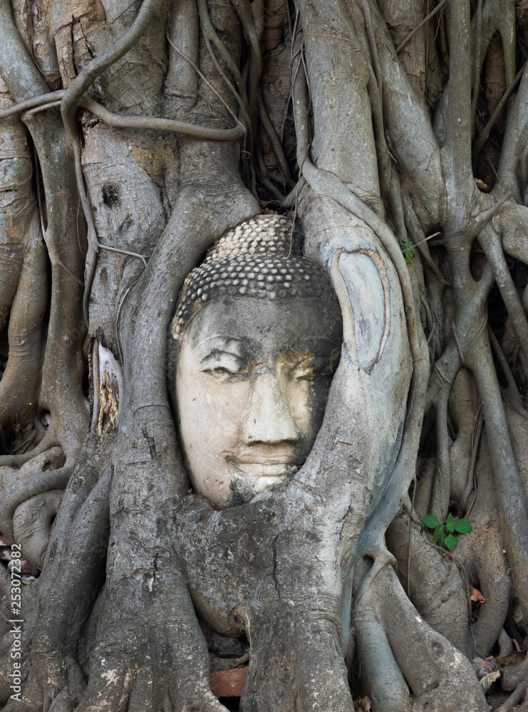 Ayutthaya Beautiful Buddha Head Sculpture in Tree Roots, Buddhist temple Wat Mahathat in Thailand Ayutthaya Beautiful Buddha Head Sculpture in Tree Roots, Buddhist temple Wat Mahathat in Thailand