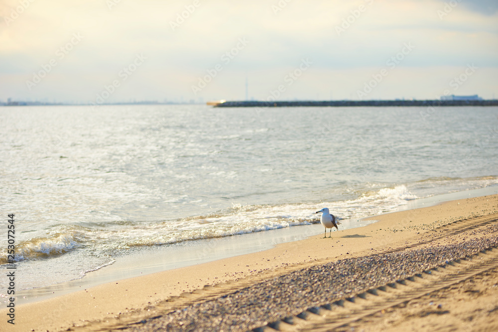 浜辺の鳥