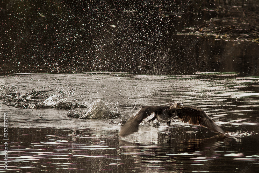 Fototapeta premium Great cormorant (phalacrocoras carbo) taking off from river. Galicia, Spain.