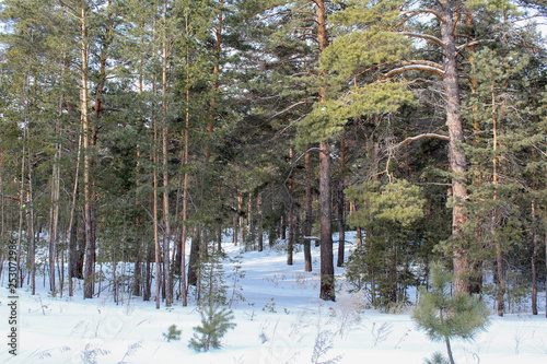 The white snow in the pine forest