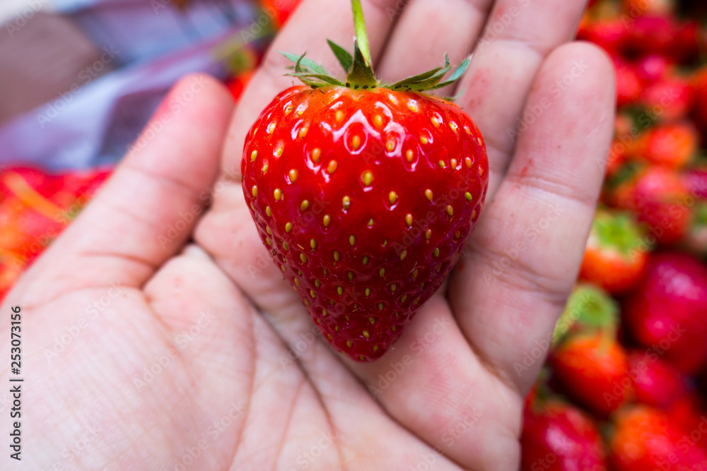 Obraz premium holding fresh strawberry in hands