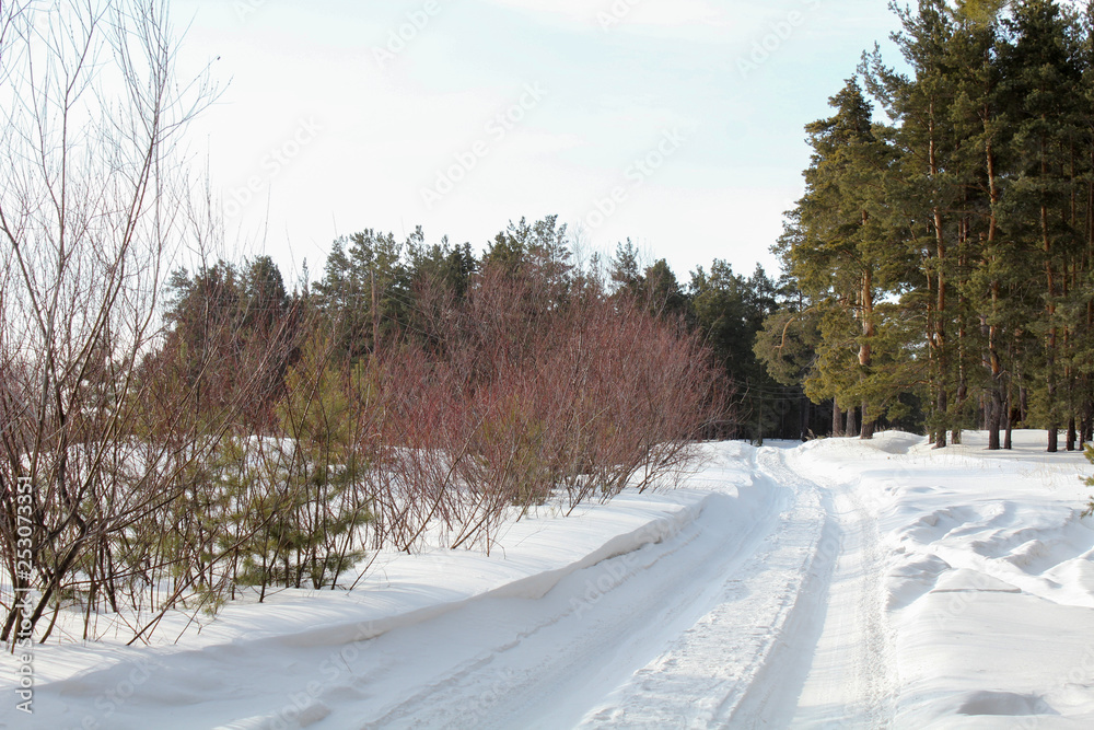 Obraz premium The winter snow road in the pine forest