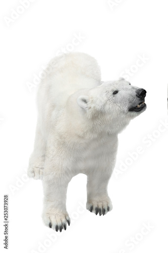 female polar white bear goes isolated