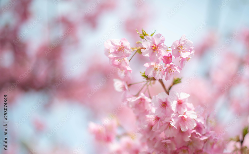 Spring Sakura blossom. Beautiful nature scene with blooming tree and sun flare. Easter Sunny day. Spring flowers. Beautiful Orchard Abstract blurred background. Springtime