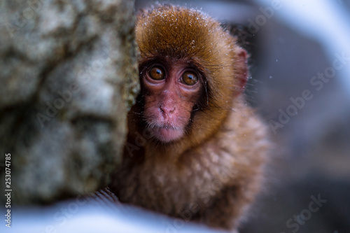 Singe, Japon, tourisme, voyage, ville, Tokyo, Kyoto