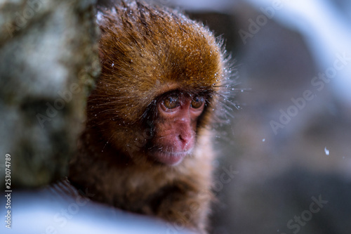 Singe, Japon, tourisme, voyage, ville, Tokyo, Kyoto