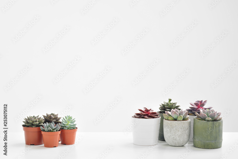 Green plants, succulents, in cement concrete pots stand in a row on a white background. The concept of a flower shop, gifts for women and the protection of nature.