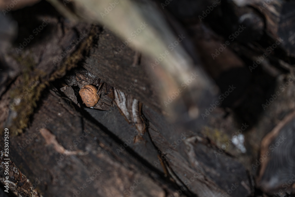 Obraz premium A nut hidden in cut woods.