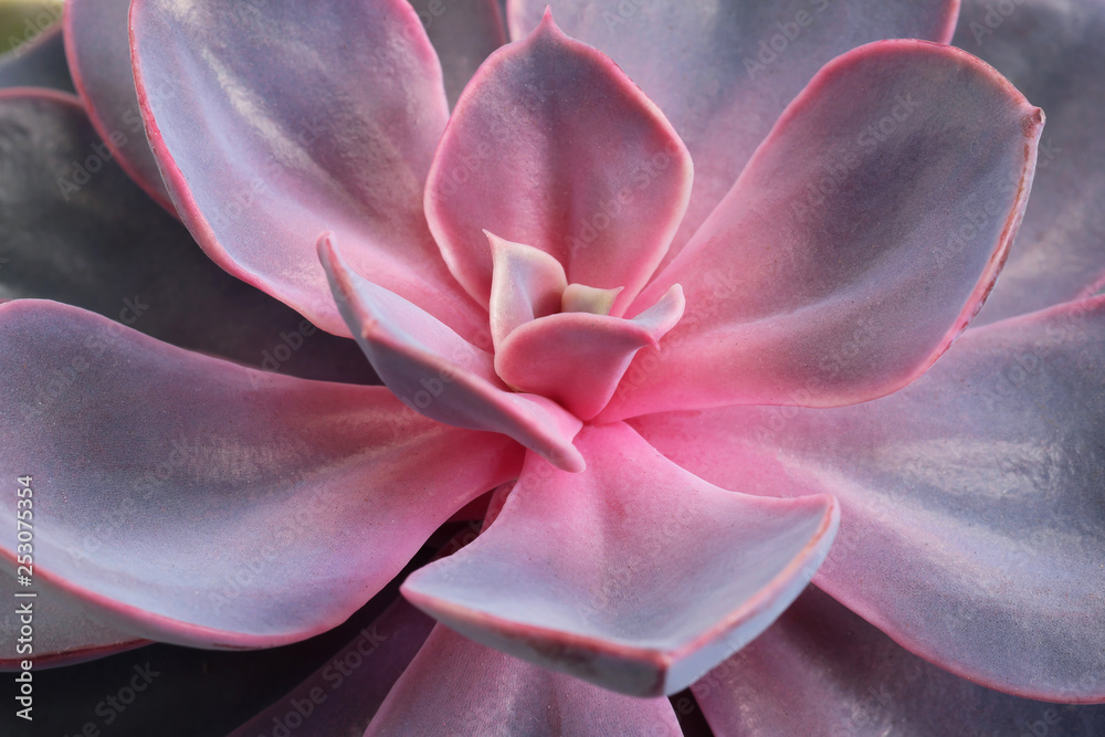 Closeup of a red and lilac succulent flower. Leaves and petals. The concept of a flower shop. Closeup of a red and lilac succulent flower. Leaves and petals. The concept of a flower shop.