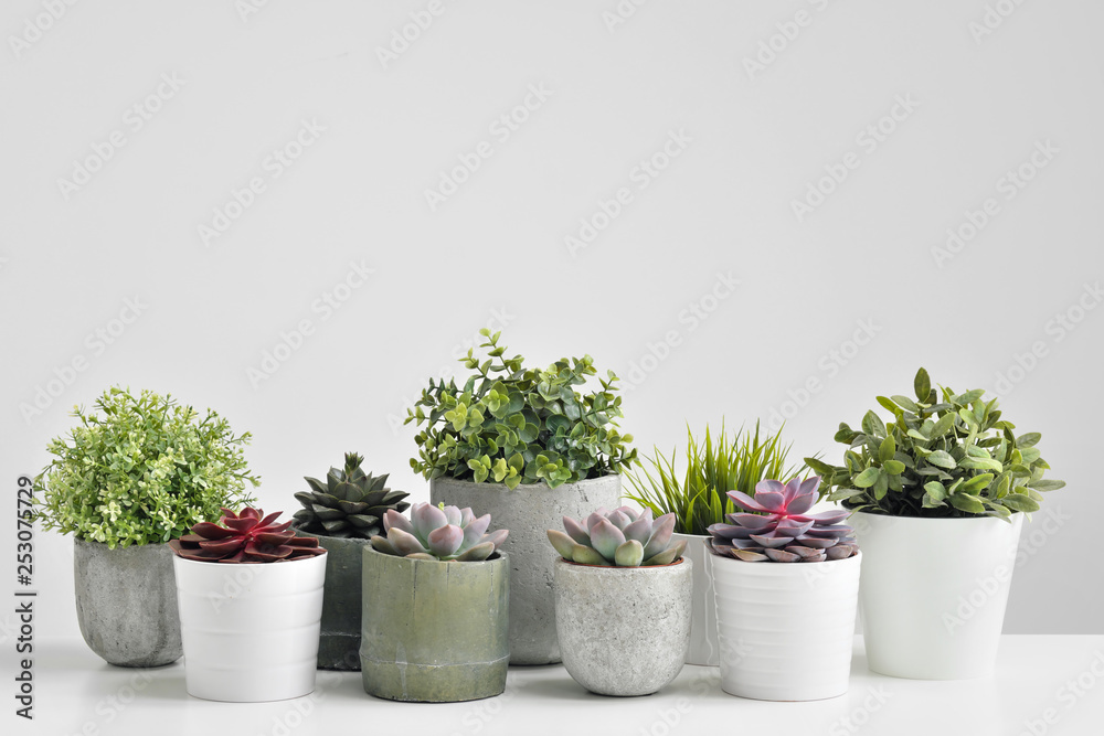 Green plants, succulents, in cement concrete pots stand in a row on a white background. The concept of a flower shop, gifts for women and the protection of nature. Green plants, succulents, in cement concrete pots stand in a row on a white background. The concept of a flower shop, gifts for women and the protection of nature.