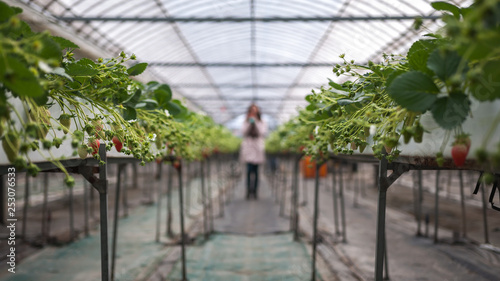 A Japanese local picking strawberries in a greenhouse in Hanayagi Farm, located in the city of Seika. Strawberry picking is one of the most popular activities in winter and spring in Japan.