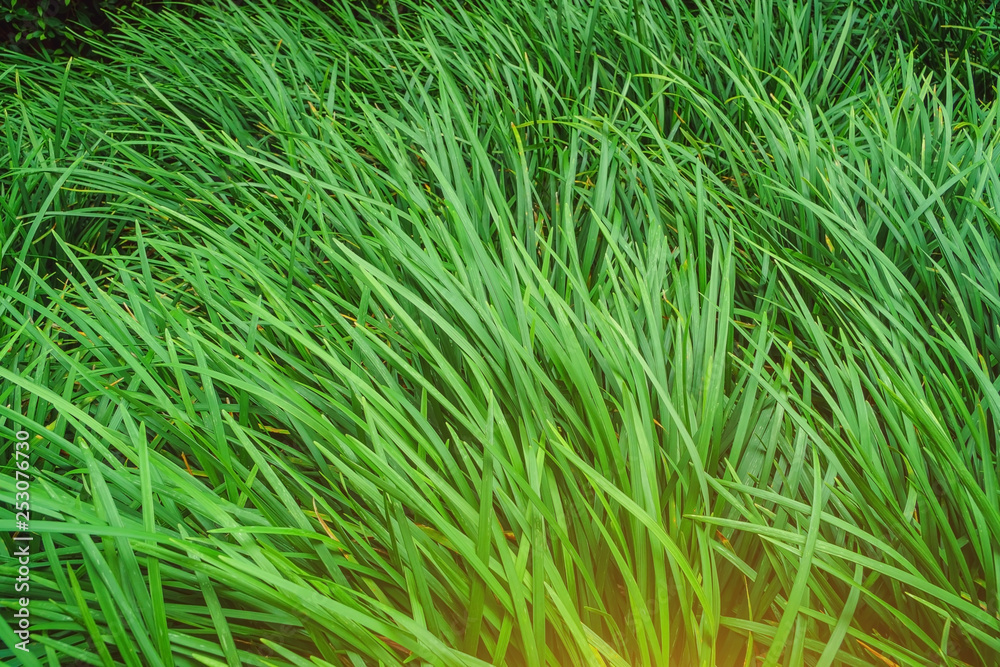 Fototapeta premium closeup of green grass, Leaves green grass for background, Natural background of high grass. Green grass texture.