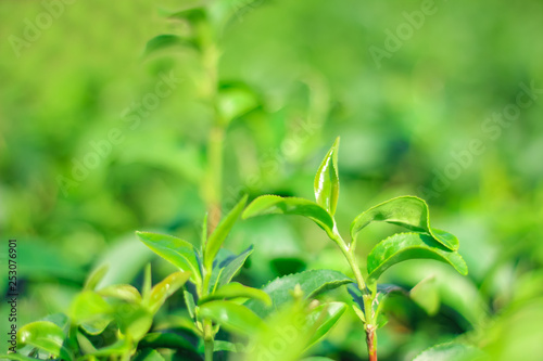 Tea leaves at tea plantation in Chiang Rai north Thailand.