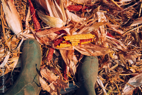 Farmer standing directly above corn cob on ground after harvest photo