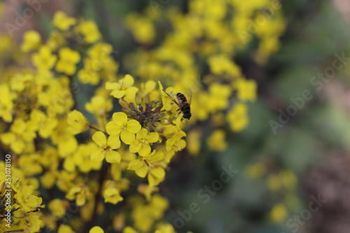 菜の花と蜂 © ume-zousan