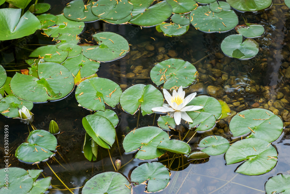 Beautiful light pink of water lily or lotus with yellow pollen on surface of water in pond Beautiful light pink of water lily or lotus with yellow pollen on surface of water in pond