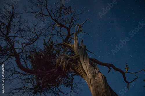 Old Juniper Tree with Stars