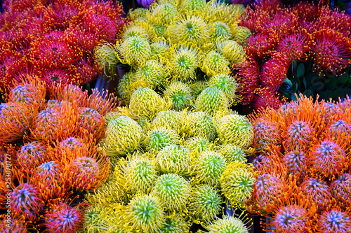 Tropical yellow and orange protea pin flowers  Leucospermum  for sale at a farmers market in Copenhagen