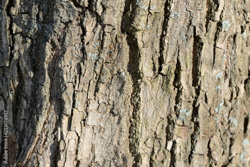 Tree bark illuminated by the sun texture background close up