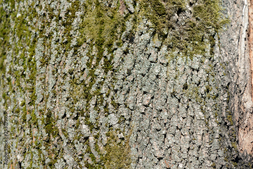 Tree bark covered with green moss texture background close up © Talulla