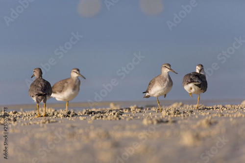 Sandpiper birds at the seashore feathering and foraging in a peaceful morning bird watching scene
