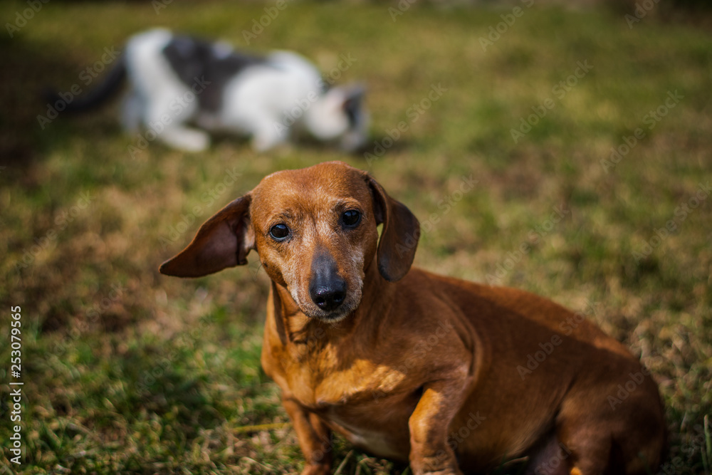 badger-dog with a cat in background badger-dog with a cat in background