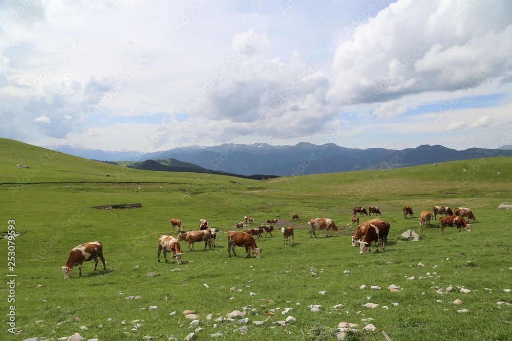 Cow herd and shepherd,Artvin/Savsat