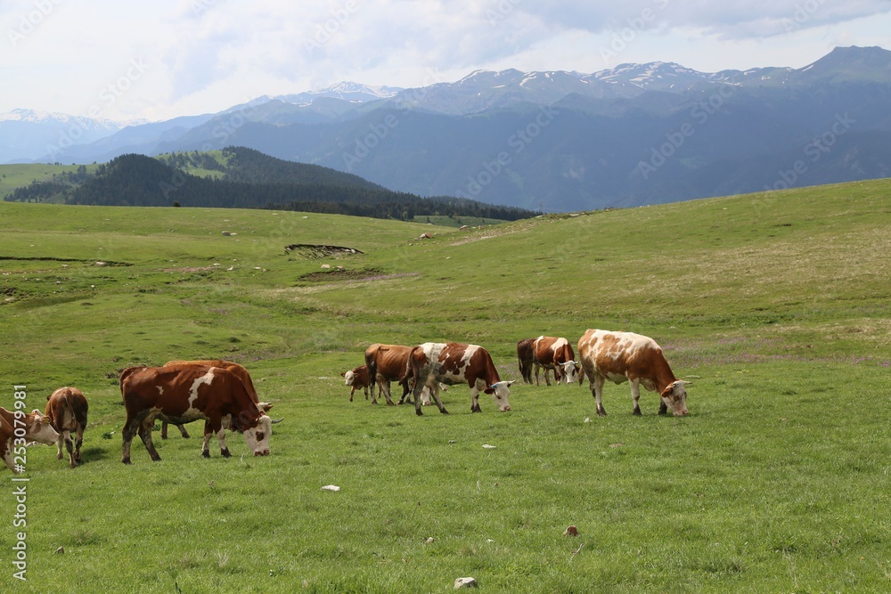 Cow herd and shepherd,Artvin/Savsat Cow herd and shepherd,Artvin/Savsat