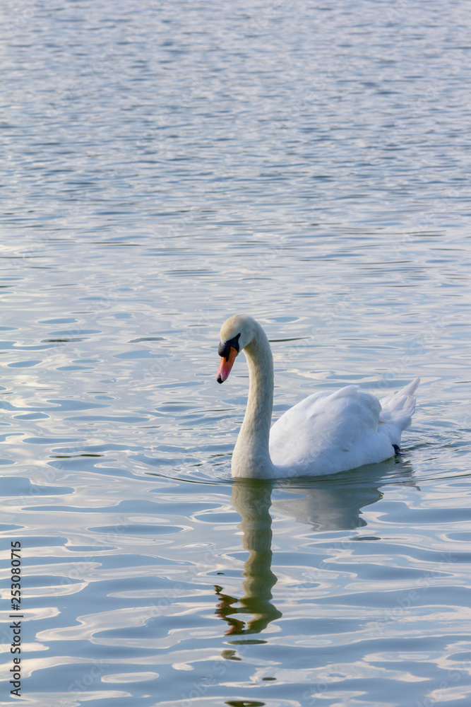 Fototapeta premium A goose swim on water