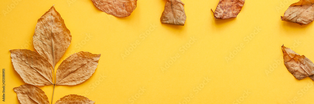 Yellow empty background with space for text. Copy space. Creative concept background. Top view. Yellow autumn leaves. Panorama